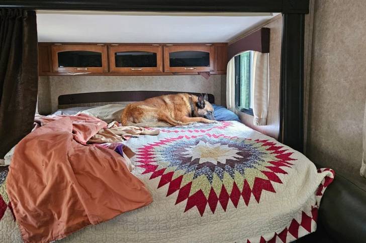 Un Belusky allongé sur un lit