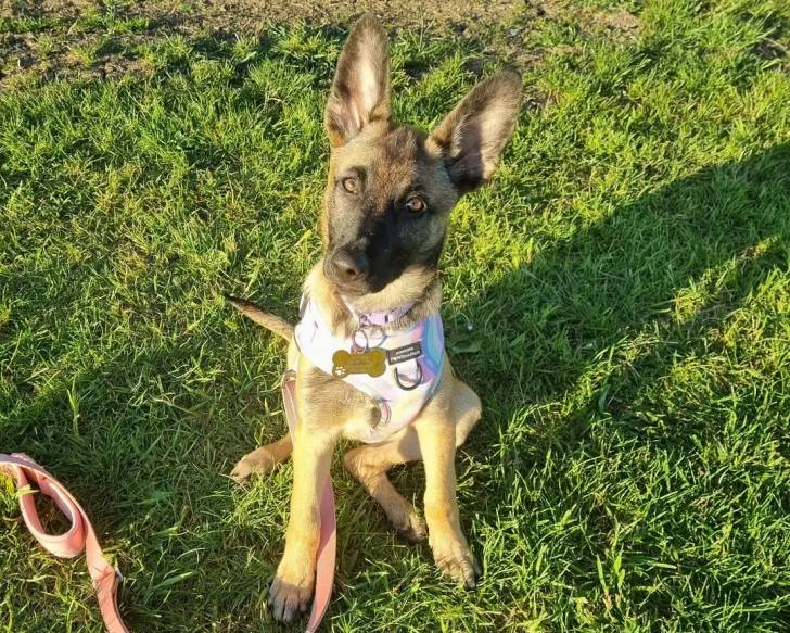 Un Belusky assis sur un terrain herbeux et portant un foulard autour du cou