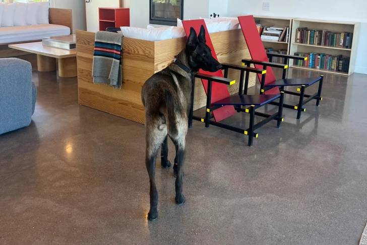 Un Belusky dans un appartement et portant un collier autour du cou