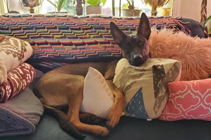 Un Belusky allongé sur un canapé