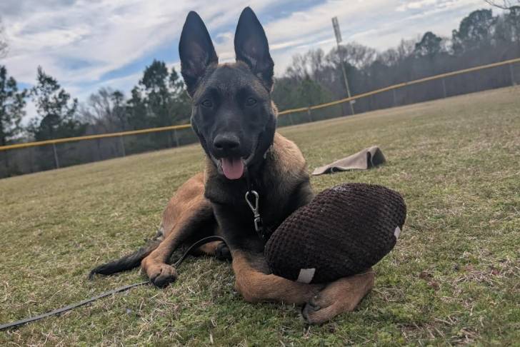 Un Belusky allongé sur un terrain herbeux et tirant la langue