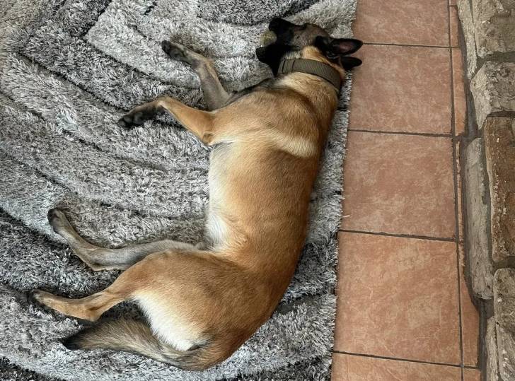 Un Belusky allongé sur un tapis et portant un collier autour du cou