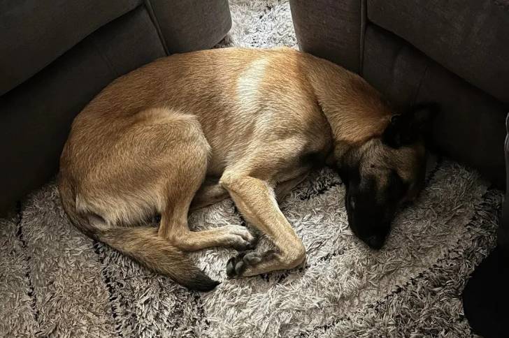 Un Belusky allongé sur un tapis et semblant dormir