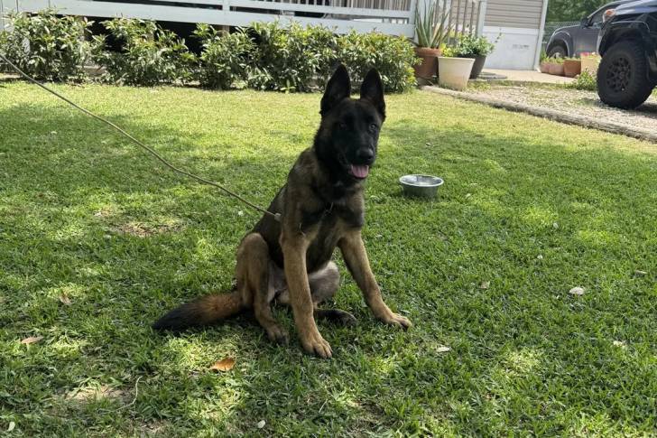 Un Belusky assis sur un terrain herbeux et tenu en laisse