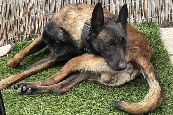 Un Belusky allongé sur une surface herbeuse et portant un collier autour du cou