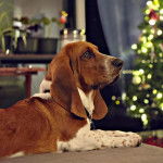 Un Basschshund allongé sur un canapé et portant un collier autour du cou