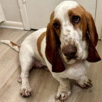 Un Basschshund assis sur un plancher et semblant détendu 