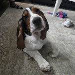 Un Basschshund allongé sur un tapis et semblant détendu