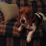 Un Basschshund allongé sur un canapé et semblant détendu