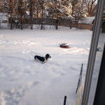 Un Basschshund sur une surface enneigée et portant un collier autour du cou