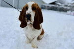 Un Basschshund sur une surface enneigée et qui est tenu en laisse 