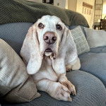 Un Basschshund allongé sur un canapé et semblant détendu