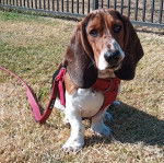 Un Basschshund assis sur un terrain herbeux et qui est tenu en laisse 