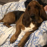 Un Basschshund allongé et semblant détendu 