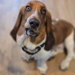 Un Basschshund assis sur un plancher et portant un collier autour du cou
