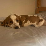 Un Basschshund allongé sur un lit et regardant vers la caméra 