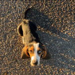Un Basschshund sur une surface rocailleuse et regardant vers la caméra 