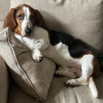 Un Basschshund allongé sur un canapé et semblant détendu 