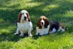 Deux Basschshund sur un terrain herbeux et semblant tous deux détendus