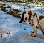 Un Basschshund sur une surface enneigée et qui est tenu en laisse