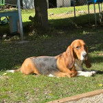 Un Basschshund allongé sur un terrain herbeux et semblant détendu 