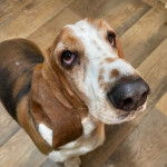 Un Basschshund sur un plancher et semblant détendu