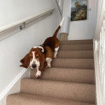 Un Basschshund marchant dans une cage d'escalier et semblant détendu 