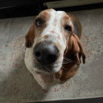 Un Basschshund assis sur un tapis et semblant détendu 