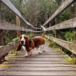 Un Basschshund marchant sur un pont en bois et semblant détendu