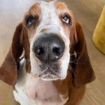 Un Basschshund assis sur un plancher et semblant détendu