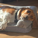 Un Basschshund allongé dans un panier et portant un collier autour du cou
