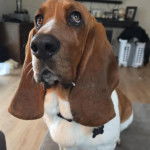 Un Basschshund sur un tapis et portant un collier autour du cou