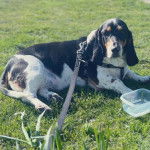 Un Basschshund sur une surface herbacée et qui est tenu en laisse 