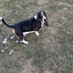 Un Basschshund sur une surface herbacée et regardant vers la caméra