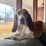 Un Basschshund allongé sur un canapé et semblant détendu 