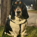 Un Basschshund assis sur une surface herbacée et qui est tenu en laisse 