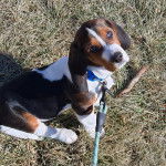 Un Basschshund assis sur un terrain herbeux et qui est tenu en laisse 