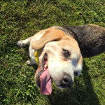 Un Basschshund assis sur un terrain herbeux et tirant la langue 