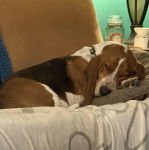 Un Basschshund allongé sur un canapé et portant un collier autour du cou