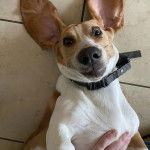 Un Basschshund allongé sur un sol carrelé et portant un collier autour du cou