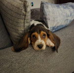 Un Basschshund allongé siur un canapé et et semblant détendu 