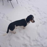 Un Basschshund sur une surface enneigée et portant un collier autour du cou