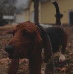 Un Basschshund sur une surface herbacée et qui est tenu en laisse