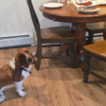 Un Basschshund sur un plancher et portant un collier autour du cou