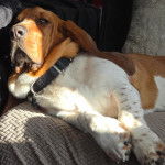 Un Basschshund allongé et portant un collier autour du cou