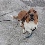 Un Basschshund sur une surface bétonnée et qui est tenu en laisse 