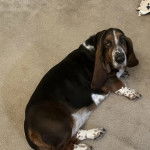 Un Basschshund allongé sur une moquette et portant un collier autour du cou