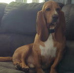 Un Basschshund assis sur un canapé et portant un collier autour du cou