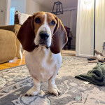 Un Basschshund sur un tapis et semblant détendu