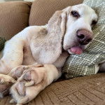 Un Basschshund allongé sur un canapé et tirant la langue 